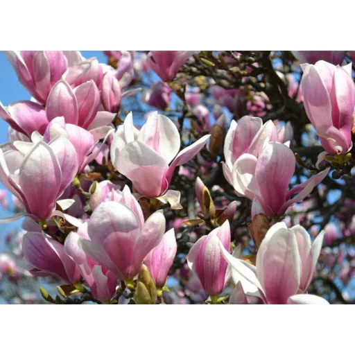 Agrecol magnólia 1,2 kg - Nawóz do Magnolii – Palántázás
