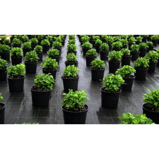 AGROSZOVET-100g/m2-105m-2625-m2-105x25m