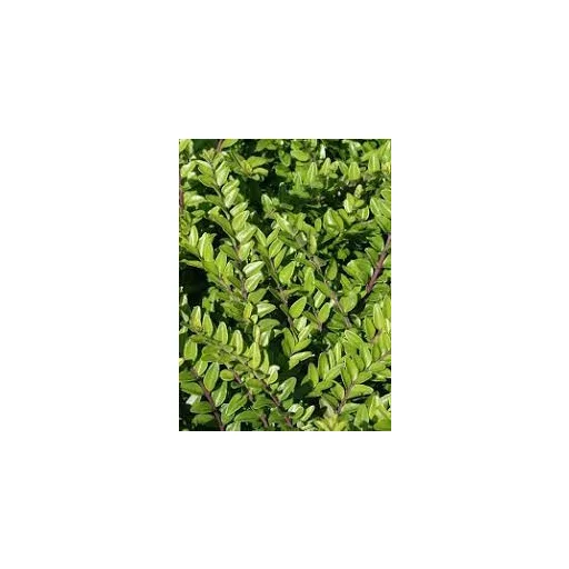 Agrecol örökzöld őszi trágya