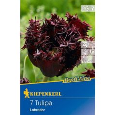 Profi-Line Tulipán Labrador (KP)