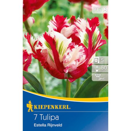 Papagájvirágú tulipán Estella Rijnveld (KP)