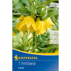 Fritillaria Lutea (császárkorona) (KP)