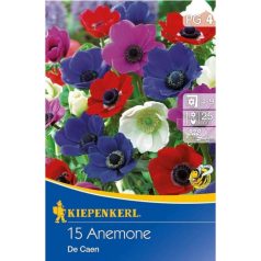 Anemone De Caen (KP)