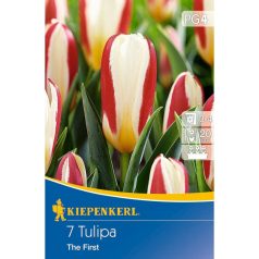 Tulipán The First (KP)