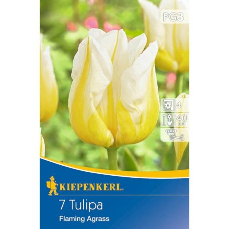 Triumph tulipán Flaming Agrass (KP)