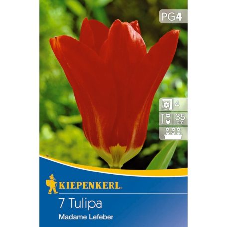 Fosteriana-tulipán Madame Lefeber / Roter Kaiser (KP)