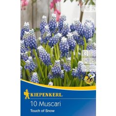 Muscari Touch of Snow (gyöngyike) (KP)