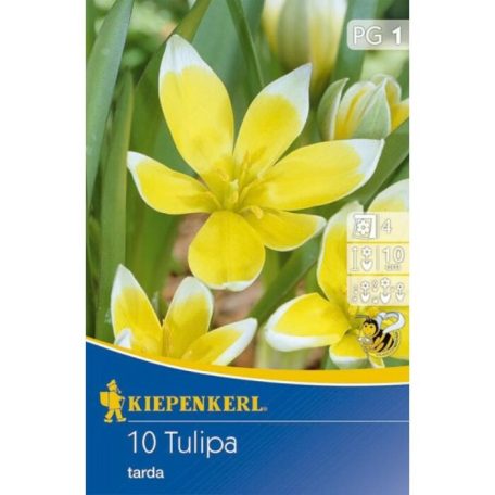 Tulipa tarda (KP)