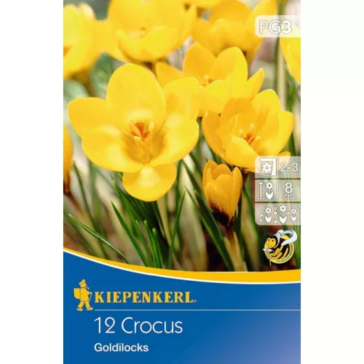 Botanikai krókusz Goldilocks 15 db/csomag  (Virághagyma) (KP)