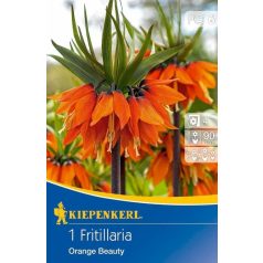 Fritillaria Orange Beauty (császárkorona) (KP)