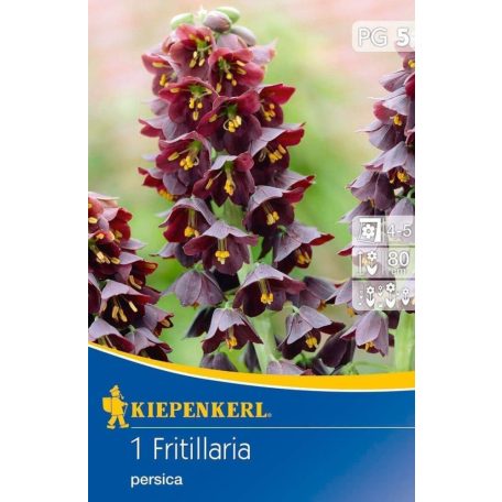 Fritillaria persica (KP)