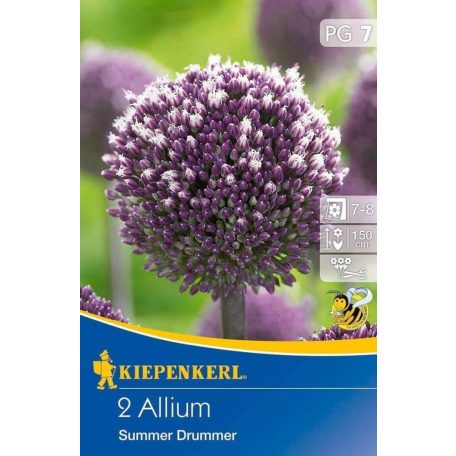 Allium Summer Drummer (KP)