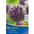 Allium Summer Drummer (KP)