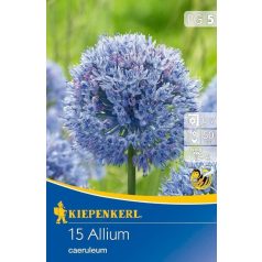 Allium caeruleum (KP)