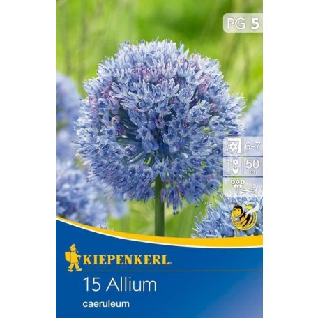 Allium caeruleum (KP)