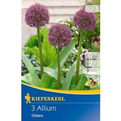 Allium Ostara (KP)