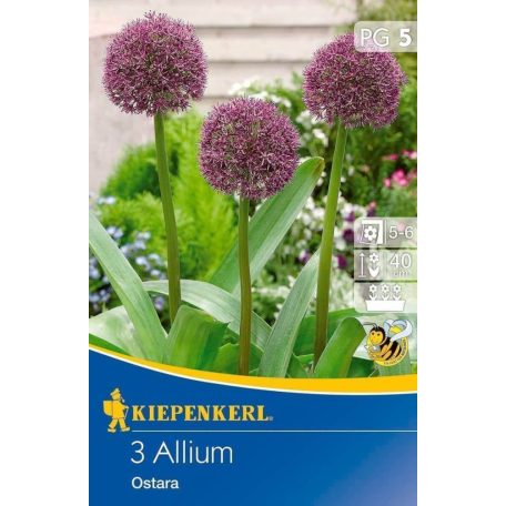 Allium Ostara (KP)
