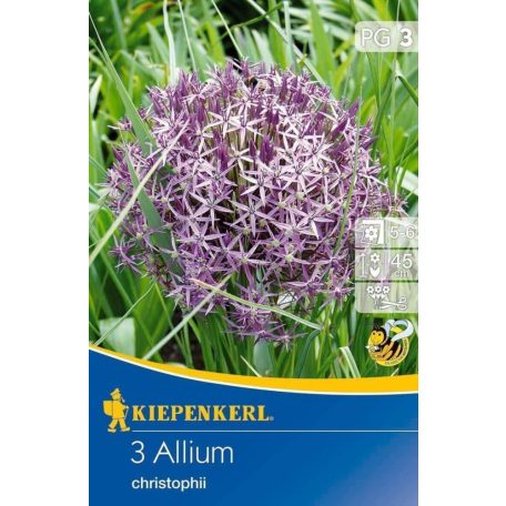 Allium christophii (KP)