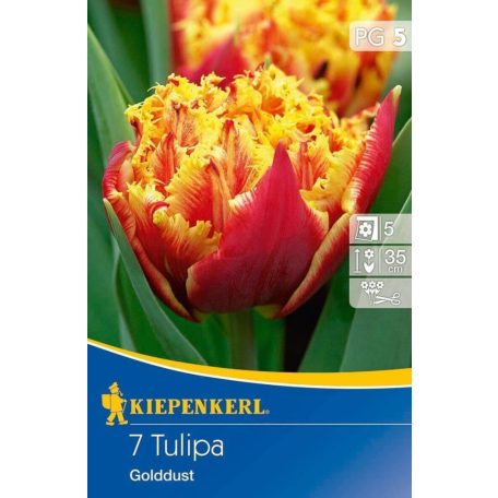 Rojtos tulipán Golddust (KP)