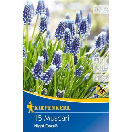 Muscari Night Eyes (gyöngyike) (KP)