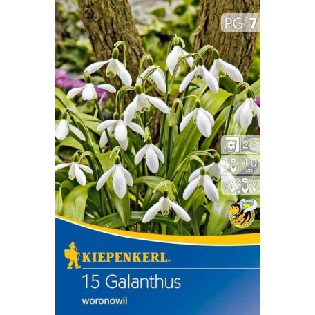 Galanthus woronowii (hóvirág) (KP)