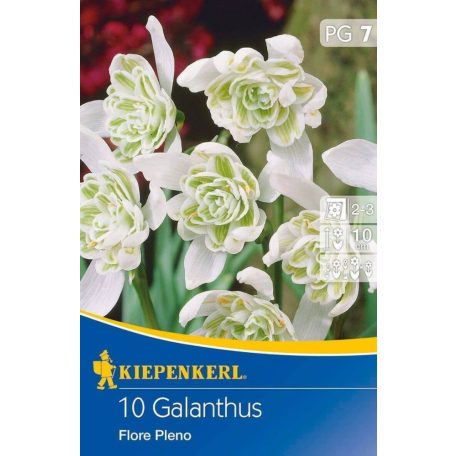 Galanthus Flore Pleno (hóvirág) (KP)