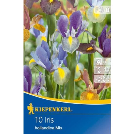 Iris hollandica színkeverék (KP)