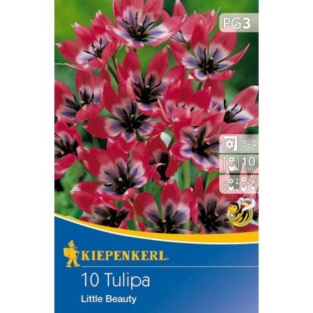 Tulipán Little Beauty (KP)