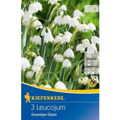 Leucojum aestivum (tőzike) (KP)