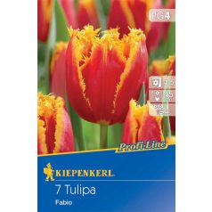 Tulipa Fabio (505148) (KP)