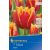 Tulipa Fabio (505148) (KP)