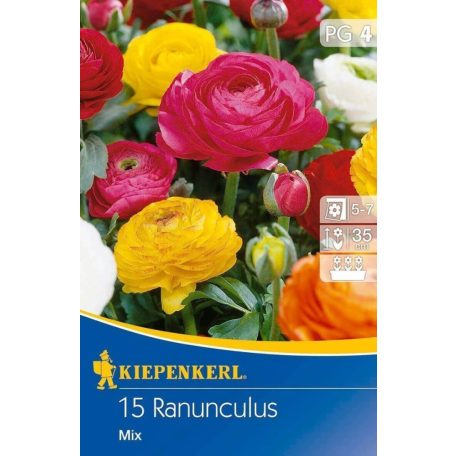 Ranunculus Aviv-mix (boglárka) (KP)