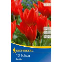 Tulipa praestans Fusilier (KP)