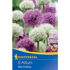 Allium kék és fehér,(Blau & weiss) (KP)