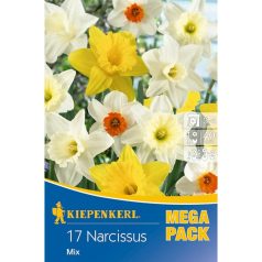 Mega-Pack Nárcisz nagyvirágú színkeverék (KP)