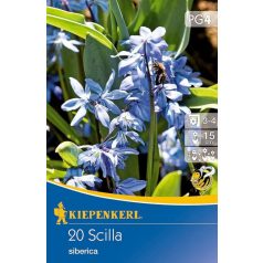 Scilla siberica (KP)