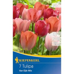 Darwin-hibrid tulipán Van Eijk színkeverék (KP)