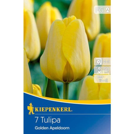 Darwin-hibrid tulipán Golden Apeldoorn (KP)