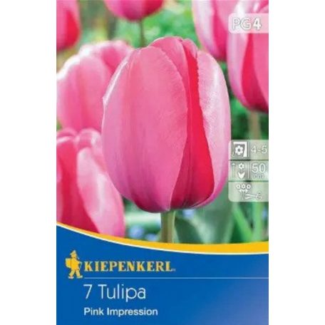 Darwin-hibrid tulipán Pink Impression (KP)