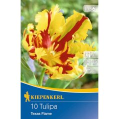 Papagájvirágú tulipán Texas Flame (KP)