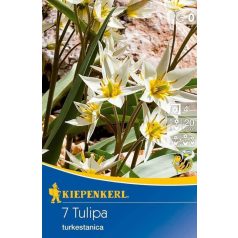 Tulipa turkestanica (KP)