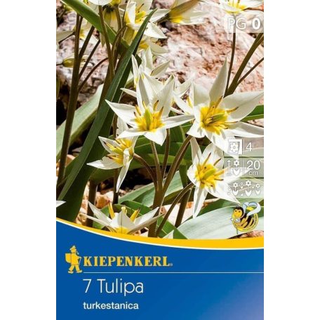 Tulipa turkestanica (KP)