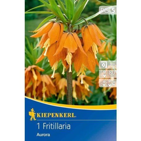 Fritillaria Aurora (császárkorona) (KP)