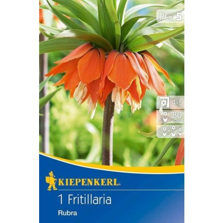 Fritillaria Rubra (császárkorona) (KP)