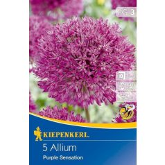 Allium Purple Sensation (KP)