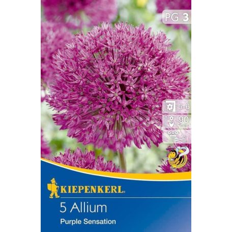 Allium Purple Sensation (KP)