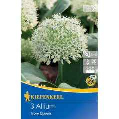 Allium Ivory Queen (KP)