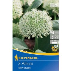 Allium Ivory Queen (KP)