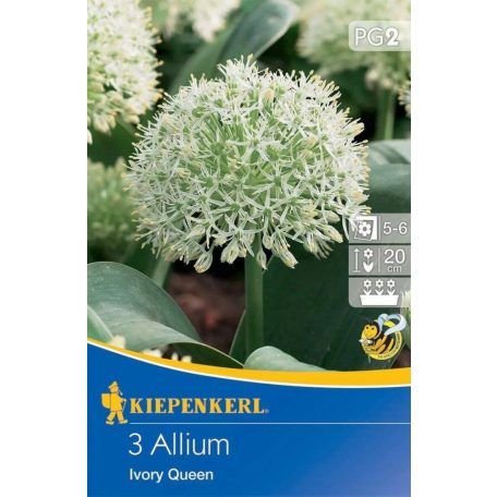 Allium Ivory Queen (KP)