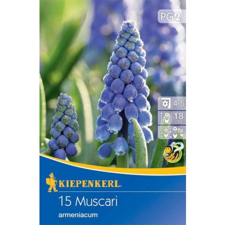 Muscari armeniacum (gyöngyike) (KP)